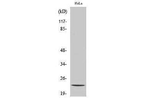 Western Blotting (WB) image for anti-Nucleolar Protein 3 (Apoptosis Repressor with CARD Domain) (NOL3) (C-Term) antibody (ABIN3185744) (NOL3 anticorps  (C-Term))