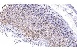 Detection of FXR in Rat Stomach Tissue using Polyclonal Antibody to Farnesoid X Receptor (FXR)
