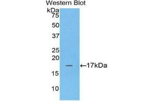 Western Blotting (WB) image for anti-Adrenomedullin (ADM) (AA 35-171) antibody (ABIN1172569) (Adrenomedullin anticorps  (AA 35-171))