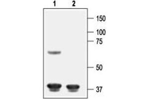 Western blot analysis of rat cortex lysate: - 1. (KCNJ8 anticorps  (C-Term, Intracellular))