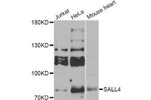 Western blot analysis of extracts of various cell lines, using SALL4 Antibody (ABIN2559815) at 1:1000 dilution. (SALL4 anticorps)