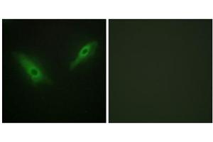 Immunofluorescence analysis of HeLa cells, using KPB1/2 antibody. (KPB1/2 (N-Term) anticorps)