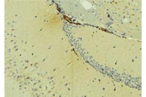 ABIN6275406 at 1/100 staining Mouse brain tissue by IHC-P. (NDRG4 anticorps  (Internal Region))