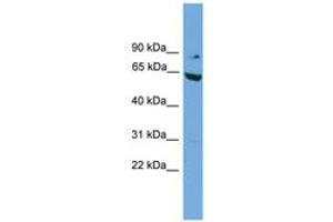 anti-RalA Binding Protein 1 (RALBP1) (N-Term) antibody