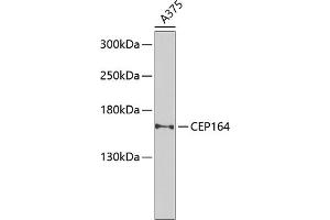 Western blot analysis of extracts of A-375 cells, using CEP164 Antibody (ABIN6131021, ABIN6138417, ABIN6138418 and ABIN6225304) at 1:1000 dilution. (CEP164 anticorps  (AA 730-829))