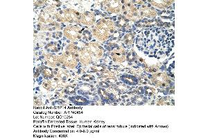 Rabbit Anti-SRAntibody  Paraffin Embedded Tissue: Human Kidney Cellular Data: Epithelial cells of renal tubule Antibody Concentration: 4. (SRP14 anticorps  (N-Term))