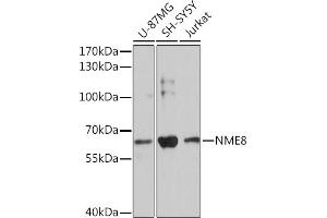 Western blot analysis of extracts of various cell lines, using NME8 Rabbit pAb (ABIN7270801) at 1:3000 dilution. (TXNDC3/NME8 anticorps  (AA 299-588))