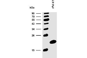 Reactivity of rFel d 1 with sIgE antibodies in plasma of a patient with confirmed presence (routine clinical test) of specific IgE antibodies to cat epithelium allergen extract.