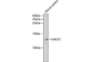 Western blot analysis of extracts of mouse spleen, using GNGT2 antibody (ABIN6131709, ABIN6141242, ABIN6141244 and ABIN6218188) at 1:1000 dilution. (GNGT2 anticorps  (AA 1-69))