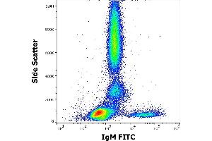 Flow cytometry surface staining pattern of human peripheral whole blood stained using anti-human IgM (CH2) FITC antibody (concentration in sample 1 μg/mL).