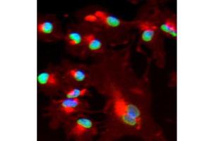 Immunofluorescence using  affinity purified goat anti Bmi1 shows nuclear staining (green) of methanol fixed (100%, 5 min) HepG2 cells.