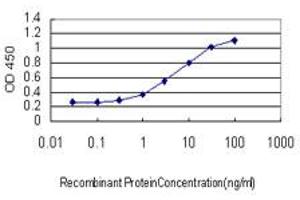 Detection limit for recombinant GST tagged C4B is approximately 0. (C4B anticorps  (AA 1347-1446))