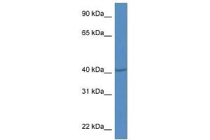 Western Blot showing Prdm12 antibody used at a concentration of 1. (PRDM12 anticorps  (Middle Region))