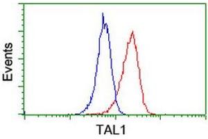 Image no. 2 for anti-T-Cell Acute Lymphocytic Leukemia 1 (TAL1) antibody (ABIN1501293) (TAL1 anticorps)