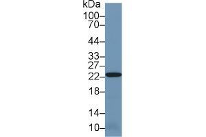 Western blot analysis of Mouse Kidney lysate, using Human PRDX2 Antibody (1 µg/ml) and HRP-conjugated Goat Anti-Rabbit antibody ( (Peroxiredoxin 2 anticorps  (AA 6-164))