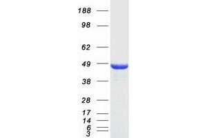 Validation with Western Blot