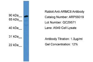 WB Suggested Anti-ARMC8  Antibody Titration: 0.