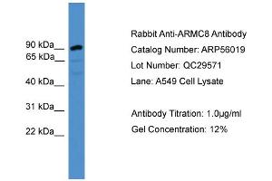 WB Suggested Anti-ARMC8  Antibody Titration: 0. (ARMC8 anticorps  (N-Term))