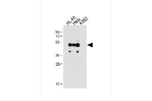 All lanes : Anti-FCGR1B Antibody (C-term) at 1:500 dilution Lane 1: HL-60 whole cell lysate Lane 2: Hela whole cell lysate Lane 3: K562 whole cell lysate Lysates/proteins at 20 μg per lane.