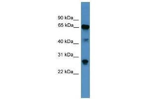 Western Blot showing CANX antibody used at a concentration of 1. (Calnexin anticorps  (Middle Region))