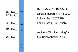 WB Suggested Anti-PRSS23  Antibody Titration: 0. (PRSS23 anticorps  (C-Term))