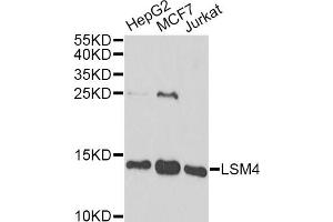 Western blot analysis of extracts of various cell lines, using LSM4 antibody. (LSM4 anticorps)