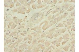 Immunohistochemistry of paraffin-embedded human heart tissue using ABIN7163880 at dilution of 1:100 (GALNT2 anticorps  (AA 442-571))