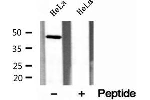 Western blot analysis of extracts of HeLa cells, using ERO1LB antibody. (ERO1LB anticorps  (Internal Region))