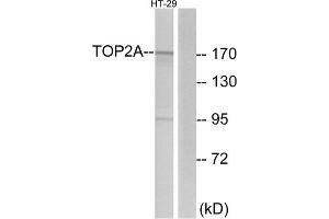 Western Blotting (WB) image for anti-Topoisomerase (DNA) II alpha 170kDa (TOP2A) (N-Term) antibody (ABIN1849153) (Topoisomerase II alpha anticorps  (N-Term))