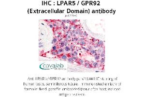 Image no. 1 for anti-Lysophosphatidic Acid Receptor 5 (LPAR5) (2nd Extracellular Domain) antibody (ABIN1736527) (LPAR5 anticorps  (2nd Extracellular Domain))