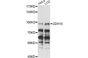 Western blot analysis of extracts of various cell lines, using CDH19 antibody (ABIN6291652) at 1:1000 dilution. (CDH19 anticorps)