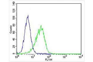 Overlay histogram showing Hela cells stained with (ABIN6243739 and ABIN6577971) (green line).