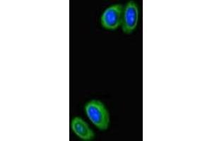 Immunofluorescent analysis of HepG2 cells using ABIN7168196 at dilution of 1:100 and Alexa Fluor 488-congugated AffiniPure Goat Anti-Rabbit IgG(H+L)