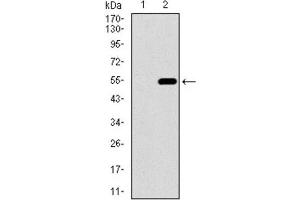 Western Blotting (WB) image for anti-CD33 (CD33) (AA 15-237) antibody (ABIN1845398) (CD33 anticorps  (AA 15-237))