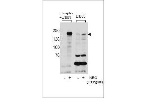 Western blot analysis of extracts from T47D cells,untreated or treated with NRG using Phospho-ErBB3(Tyr1289)(left) or ErBB3 Antibody (right). (ERBB3 anticorps  (pTyr1289))