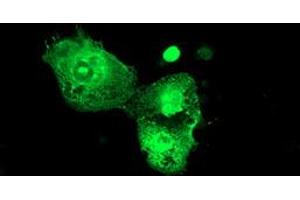 Anti-PSMD3 mouse monoclonal antibody (ABIN2455562) immunofluorescent staining of COS7 cells transiently transfected by pCMV6-ENTRY PSMD3 (RC202307). (PSMD3 anticorps)