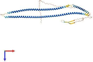 AlphaFold protein structure predicition of Mouse Recombinant Krt26 Protein, UniprotID Q3TRJ4