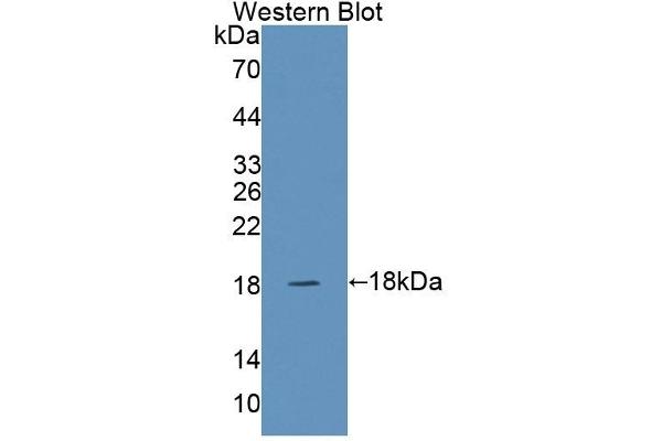 SNAPIN anticorps  (AA 2-136)