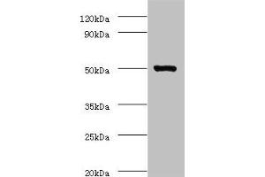 Western blot All lanes: ACTL7A antibody at 2 μg/mL + Mouse liver tissue Secondary Goat polyclonal to rabbit IgG at 1/10000 dilution Predicted band size: 49 kDa Observed band size: 49 kDa (Actin-Like 7A anticorps  (AA 1-435))