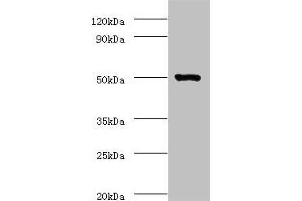 Actin-Like 7A anticorps  (AA 1-435)