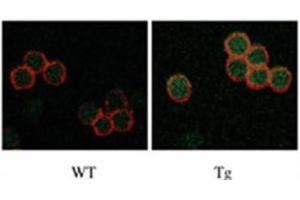 Immunofluorescence (IF) image for anti-serine/threonine Kinase 17b (STK17B) antibody (ABIN3003056) (DRAK2 anticorps)