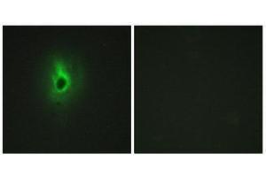Immunofluorescence (IF) image for anti-Collagen, Type VI, alpha 3 (COL6a3) (Internal Region) antibody (ABIN1850296)