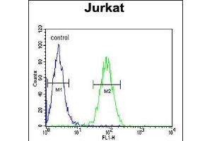 CLDN22 Antibody (Center) (ABIN654190 and ABIN2844042) flow cytometric analysis of Jurkat cells (right histogram) compared to a negative control (left histogram). (Claudin 22 (CLDN22) (AA 90-117) anticorps)