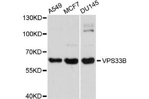 Western blot analysis of extracts of various cells, using VPS33B antibody. (VPS33B anticorps)