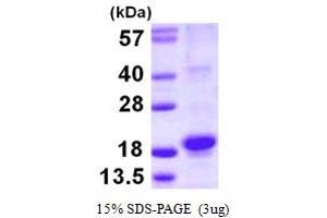 Regulator of G-Protein Signaling 21 (RGS21) (AA 1-152) protein (His tag)