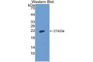 Western Blotting (WB) image for anti-Thimet Oligopeptidase 1 (THOP1) (AA 451-597) antibody (ABIN1871528) (Thimet Oligopeptidase 1 anticorps  (AA 451-597))