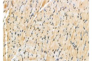 ABIN6257097 and ABIN6275838 at 1/100 staining Rat muscle tissue by IHC-P.