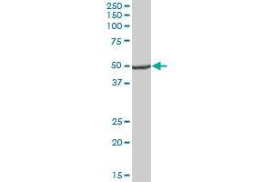 UQCRC1 MaxPab polyclonal antibody.