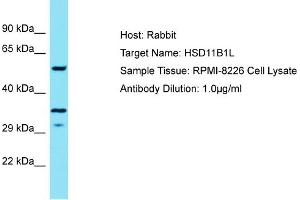 Host: Rabbit Target Name: HSD11B1L Sample Type: RPMI-8226 Whole Cell lysates Antibody Dilution: 1. (HSD11B1L anticorps  (C-Term))