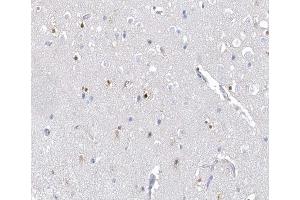 ABIN6267489 at 1/100 staining human Brain tissue sections by IHC-P.